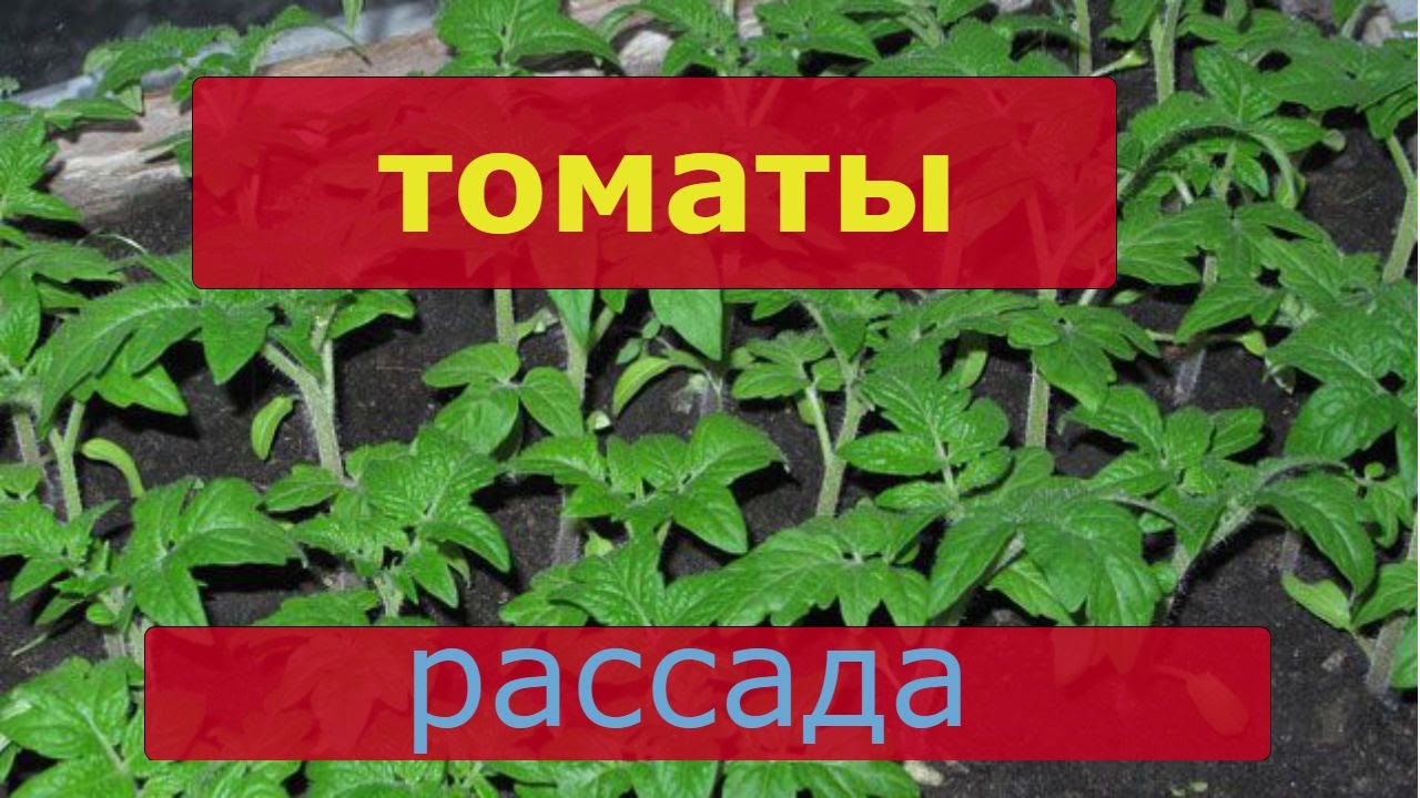 Купить рассаду помидор в спб. Продажа: рассада надпись. Где купить рассаду помидоров. Томат маленькая звезда.