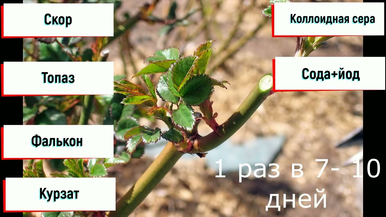 График обработок роз с весны до осени!