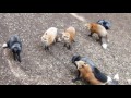 feeding foxes