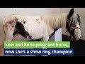 Skin and bone pregnant horse, now she’s a show ring champion