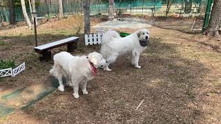【ルンルンの裏庭】寝ているようでしっかり番犬しているルンルンとアラン