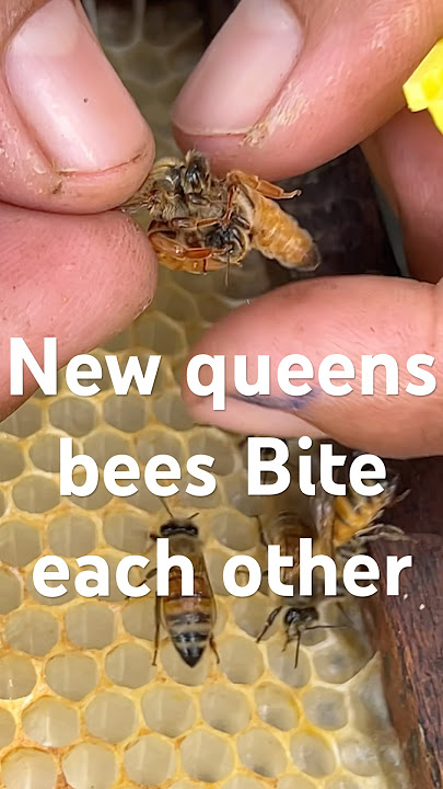 OMG!! New queens bees b!te each other #honey #beefeater #beekeeper #honeybeesting #beekeeping