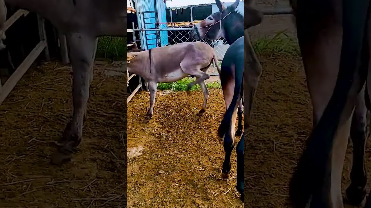 Donkeys Live Among And Horses 33