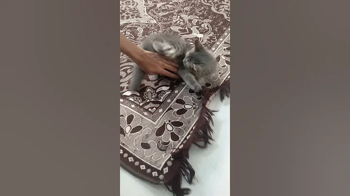 Watch the video about ❣️Such a playful ❤️🌹 #cats #shorts #billi #love #cute #cutebaby #cutecat #catshorts #funny #like