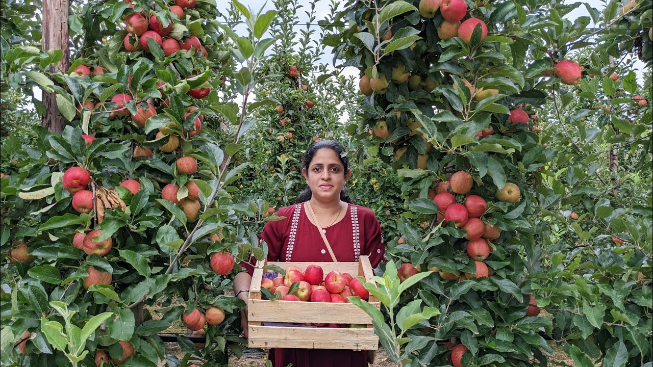 Fruit Picking Germany YouTube fruit-picking-germany-youtube