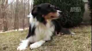 Dogs 101  Border Collie