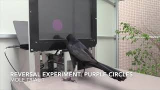 Grackle touchscreen training