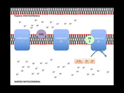 Video: ¿Qué es la cadena respiratoria en bioquímica?
