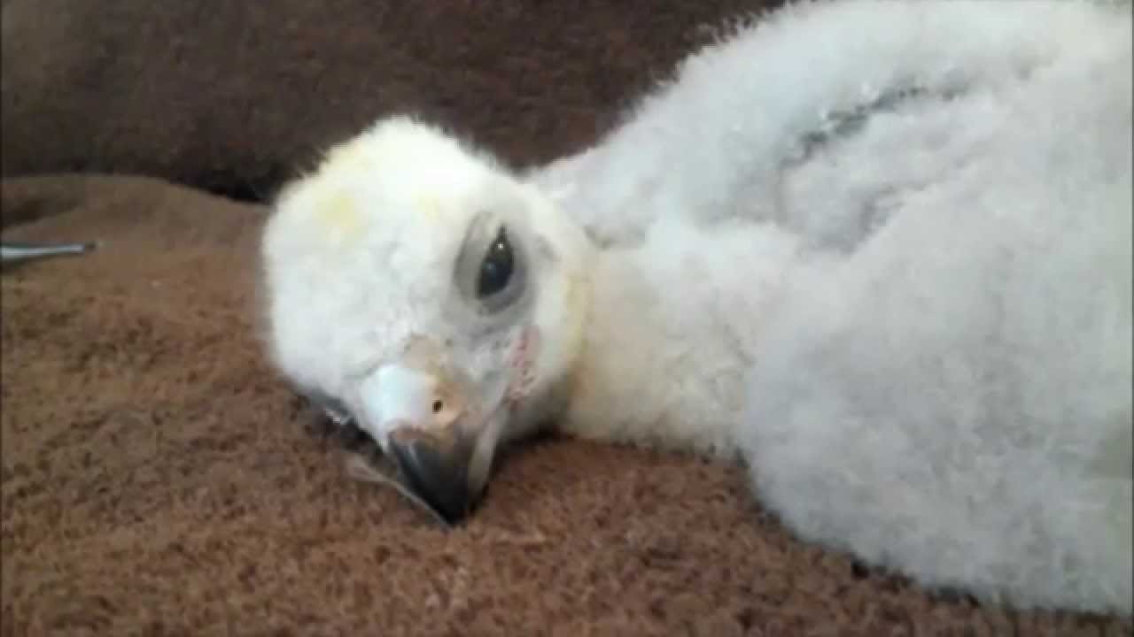 Northern Goshawk Chick 