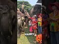 Top 3 animals that loves music #shorts