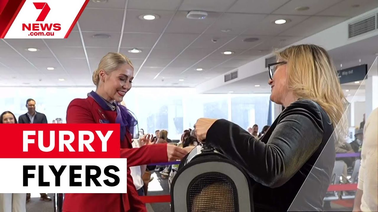 Virgin Australia extends pets in cabin trial | 7NEWS