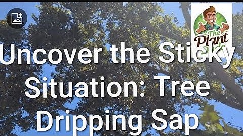 Why is my tree dripping sticky sap?