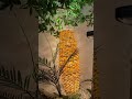Energy-Saving Solar Garden Lights Make Your Garden More Attractive#gardenlights #solarlightsoutdoor