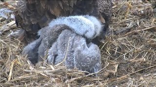 2017\/04\/19 07h49m Decorah North Nest~Eaglets are preening itself