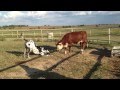 Great Dane Leo plays with Violet the cow!