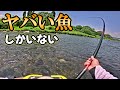 大物竿をブチ曲げる魚しかいない川。