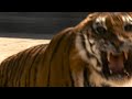 Gladiator 2000 tiger battle resound