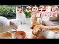初めてのマグロを我慢して子猫達に譲る優しい三毛母猫…♡[母猫と赤ちゃん猫]