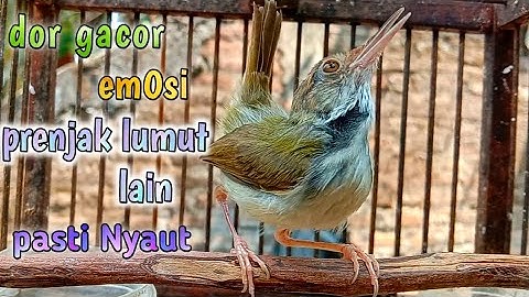 dor gacor emosi prenjak lumut  lain pasti Nyaut