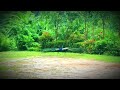 මයුරා වන්නම 🦚🦚🦚 දැකලා නැති අයට... The Peacock Dance #ella #peacock #srilanka