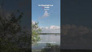 Today's update, No Flamingo's at 🦩 Point #flamingopoint #viralspot #navimumbai #seawoods #ytshorts