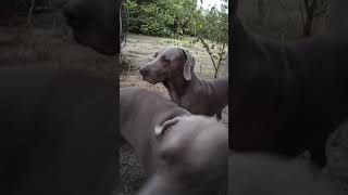 Kennel Fci Lariss House In Bulgaria. Cezar Et Cest Enfants.