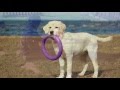 How To Teach Your Labrador Puppy To Fetch, San Jose Dog Training How To Teach Your Labrador Puppy To Fetch, San Jose Dog Training