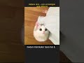 Kattens öron – som en biologisk radar #Shorts