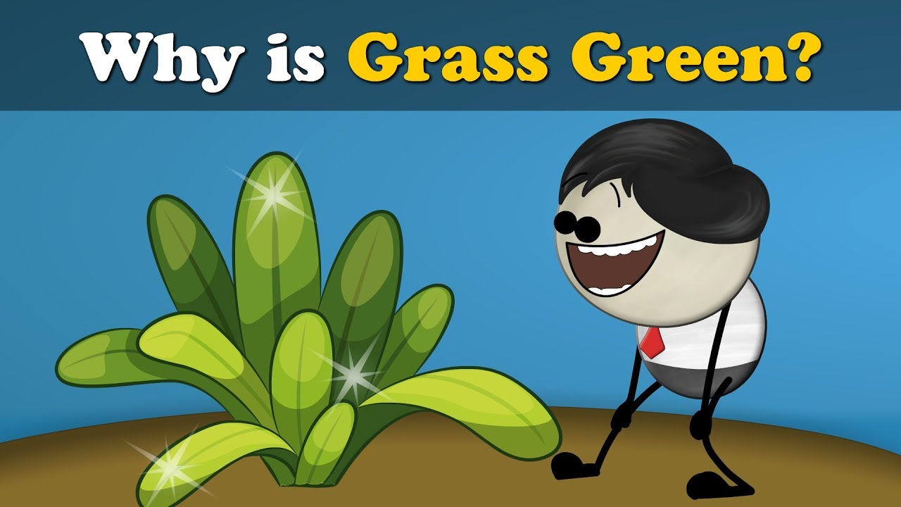 Why Is Grass Green?