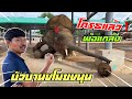 เสือร้องเพลง🥰บัวบานขโมยขนุน❗️เต้นขนาดนี้พ่อยังเเกล้ง⚠️โกรธแล้ว🔰elephant