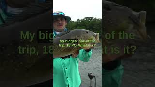 Giant AMAZON fish SMASHES Topwater ( Record Breaking ) #Shorts