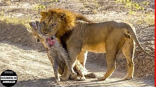 El Trágico Destino De La Hiena Cuando El León Mata A Toda Su Familia Vida Animal Salvaje