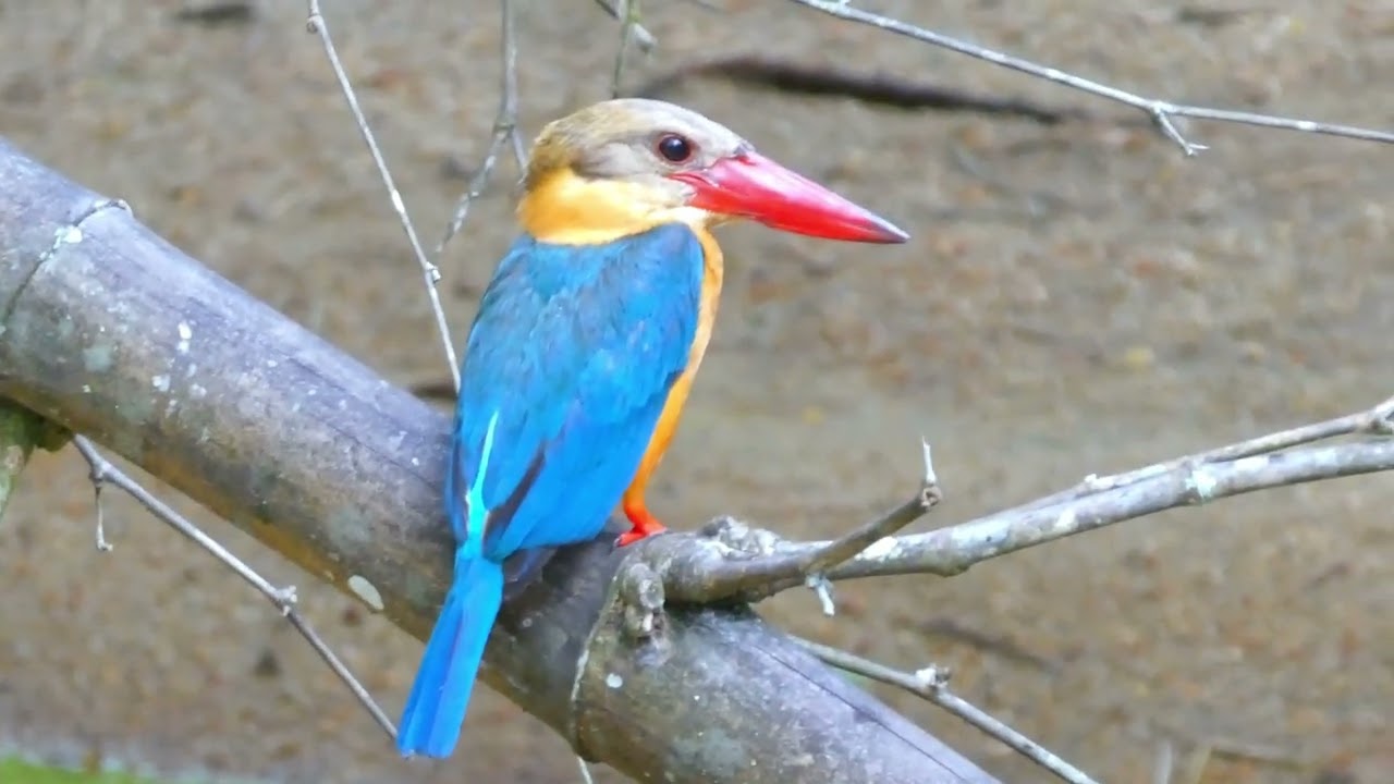Malaysia Kingfisher 