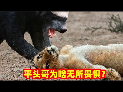 蜜罐为什么无所畏惧？