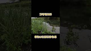 コモモⅡ65きれいに弾かれる...