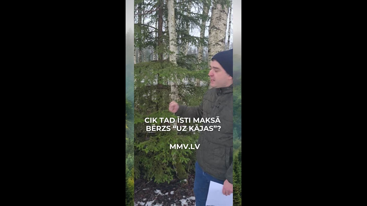 Kā noteikt koka cenu mežā? Bērza vērtības noteikšanas piemērs