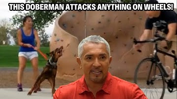 One Of My Worst Cases Ever -- A Doberman That Attacks Everything | Cesar 911 Throwbacks