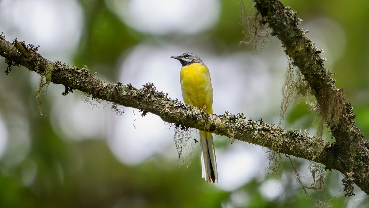 Virtavästäräkki naaras ja koiras  10.- 11. 6. 2025 Saarijärvi