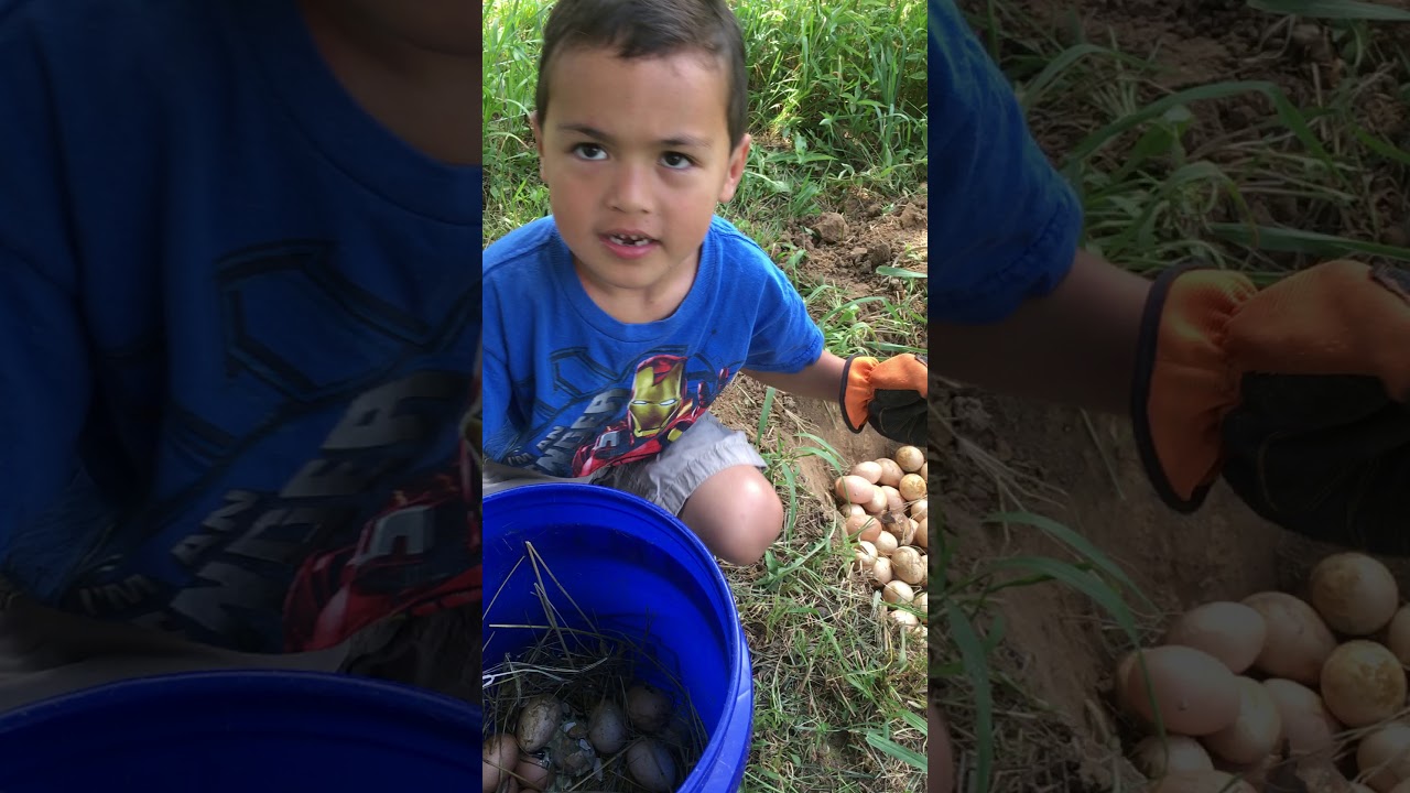 Best Way To Dispose Of Rotten Chicken Eggs