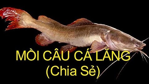 Mồi câu cá lăng | hướng dẫn câu cá lăng sông