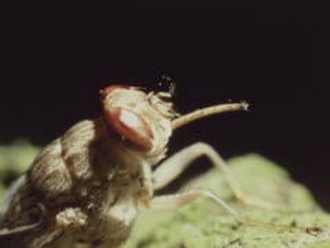 How Big Are Tsetse Flies