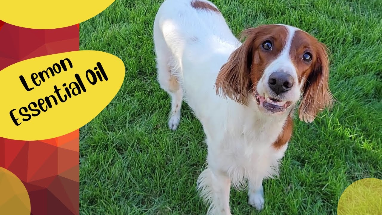 Is Lemon Oil Toxic To Dogs