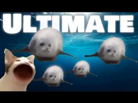 Bouncing Seals ULTIMATE 2022 (ORIGINAL SONG)#funny