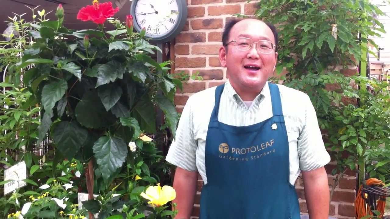 ハイビスカス 沖縄 野の花賛花のブログ