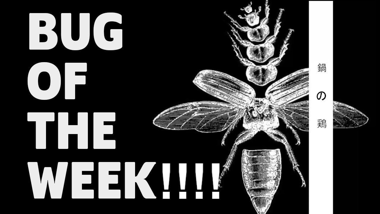 Bug of The Week (Extended Mix)