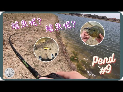 【路亞釣魚】『Pond #9』一個意外多物種的釣遊，怎麼跟我期待的不一樣