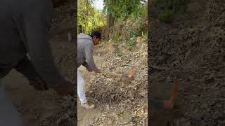 Composta o humus de lombriz sin agua , sin riego solo con la misma materia descomponiéndola .