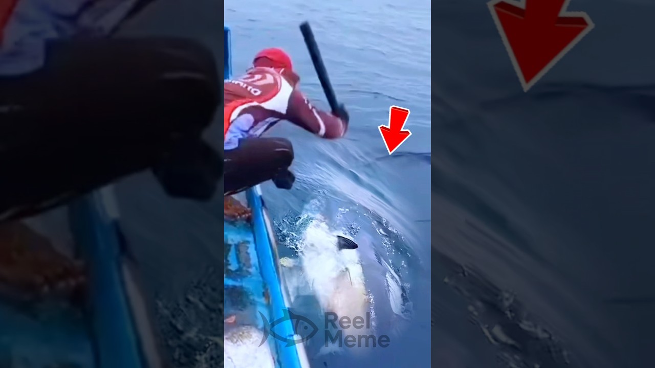 Один удар!! 300-фунтовый тунец беспомощен 