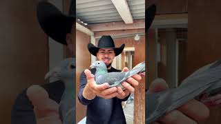 Lady Two Face The Most Unique Racing Pigeon Ever! #racingpigeons #winnersdontwingit #pigeon #shorts