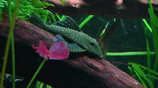 l128 pleco